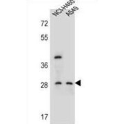 Spermatogenesis-Associated Serine-Rich Protein 1 (SPATS1) Antibody