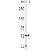 CTGE4 Antibody