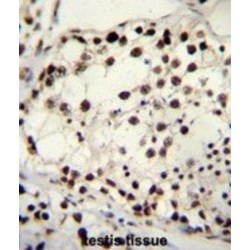 Tripartite Motif-Containing Protein 28 (TRIM28) Antibody