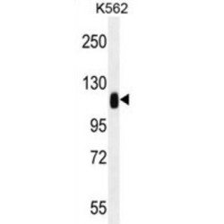 Tripartite Motif-Containing Protein 28 (TRIM28) Antibody