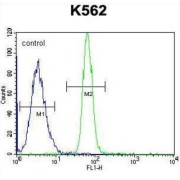 Leucine-Rich Repeat-Containing Protein 63 (LRRC63) Antibody