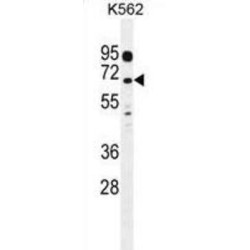 Leucine-Rich Repeat-Containing Protein 63 (LRRC63) Antibody