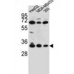 Olfactory Receptor 2T3 (OR2T3) Antibody