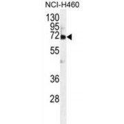 Von Willebrand Factor A Domain Containing Protein 2 (VWA2) Antibody