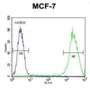 Lectin-Galactoside Binding Soluble 3 (LGALS3) Antibody