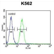 T-Box Protein 6 (TBX6) Antibody