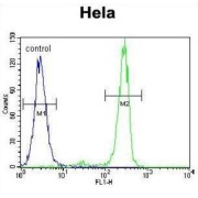 Mediator of RNA Polymerase II Transcription Subunit 7 (MED7) Antibody