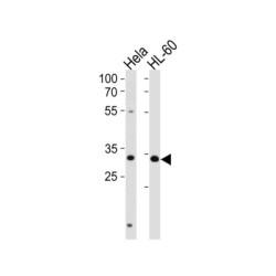 Transcription Factor AP-4 (TFAP4) Antibody