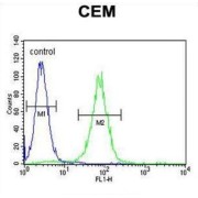 Prostate-Specific Membrane Antigen-Like Protein (PSMAL) Antibody