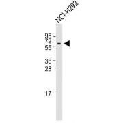 WB analysis of NCI-H292 whole cell lysates (20 µg), using TRIM7 Antibody (1/2000 dilution) and HRP-conjugated Goat anti-Rabbit IgG (H+L) secondary antibody (1/10000 dilution).  Predicted band size: 60 kDa. Blocking/Dilution buffer: 5% NFDM/TBST.