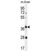 Olfactory Receptor Family 4 Subfamily A Member 15 (OR4A15) Antibody