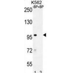 IQ And AAA Domain-Containing Protein 1 (IQCA1) Antibody