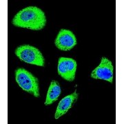 Protocadherin Gamma-A8 (PCDHGA8) Antibody