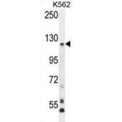 Protocadherin Gamma-A8 (PCDHGA8) Antibody