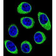 Protocadherin 1 (PCDH1) Antibody