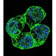 Protocadherin Alpha-8 (PCDHA8) Antibody