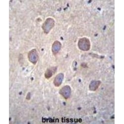 Protocadherin Alpha-8 (PCDHA8) Antibody