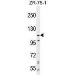 Protocadherin Alpha-8 (PCDHA8) Antibody