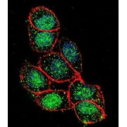 Forkhead Box Protein A2 (FOXA2) Antibody