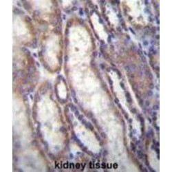 Forkhead Box Protein A2 (FOXA2) Antibody