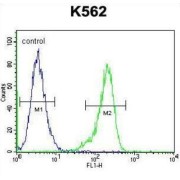 Ribosomal Protein S19 (RPS19) Antibody