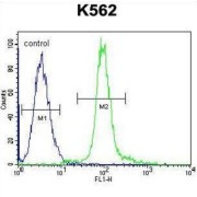 Glomulin (GLMN) Antibody