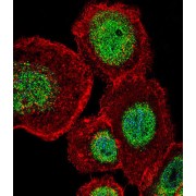 Lymphoid Enhancer Binding Factor 1 (LEF1) Antibody