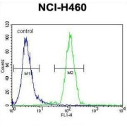 Alpha-(1,3)-Fucosyltransferase 4 (FUT4) Antibody