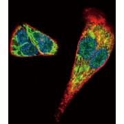 Midkine (MDK) Antibody