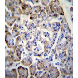 Midkine (MDK) Antibody