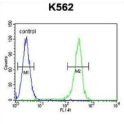 Bifunctional 3'-5' Exonuclease/ATP-Dependent Helicase WRN (WRN) Antibody