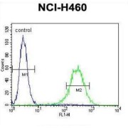 Glutamyl Aminopeptidase (Aminopeptidase A) (ENPEP) Antibody