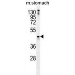 Tripartite Motif Containing 69 (TRIM69) Antibody