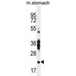 RNA-Binding Protein With Multiple Splicing 2 (RBPMS2) Antibody