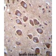 Protocadherin Alpha 3 (PCDHA3) Antibody