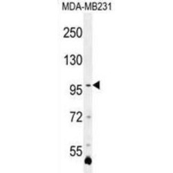 Protocadherin Alpha 3 (PCDHA3) Antibody