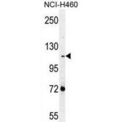 Protocadherin Alpha Subfamily C, 2 (PCDHAC2) Antibody