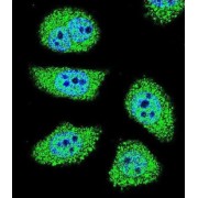 P21 Activated Kinase 6 (PAK6) Antibody