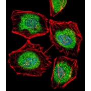 TATA-Box Binding Protein Like 2 (TBPL2) Antibody