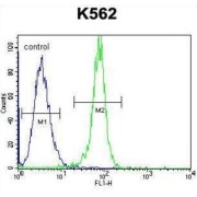 STIP1 Homology And U-Box Containing Protein 1 (STUB1) Antibody