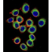 RAS Guanyl Nucleotide-Releasing Protein 2 (RASGRP2) Antibody