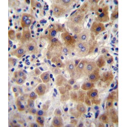 Sialidase-2 (NEU2) Antibody