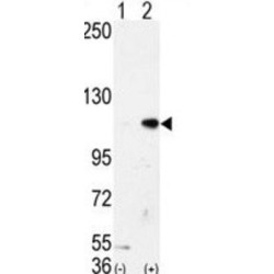 Lysine-Specific Histone Demethylase 1A (LSD1) Antibody