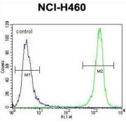 PRAME Family Member 8 (PRAMEF8) Antibody