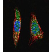 Small Ubiquitin Related Modifier Protein 1 (SUMO1) Antibody