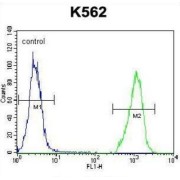 Sphingomyelin Phosphodiesterase (SMPD1) Antibody