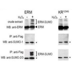 Small Ubiquitin Related Modifier Protein 1 (SUMO1) Antibody