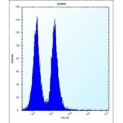 Transcription Factor MafB (MAFB) Antibody