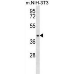 ADP-Ribose Pyrophosphatase, Mitochondrial (NUDT9) Antibody