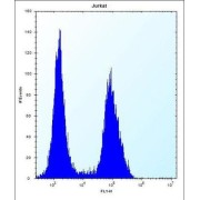 Serine Protease 7 (PRSS7) Antibody